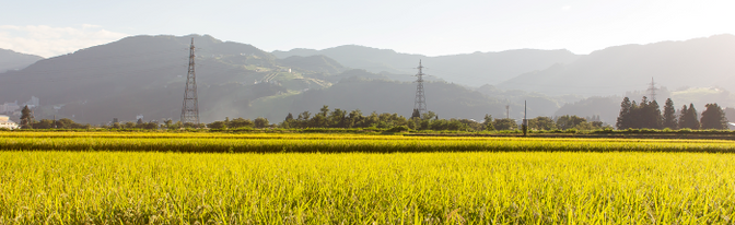 魚沼産コシヒカリ